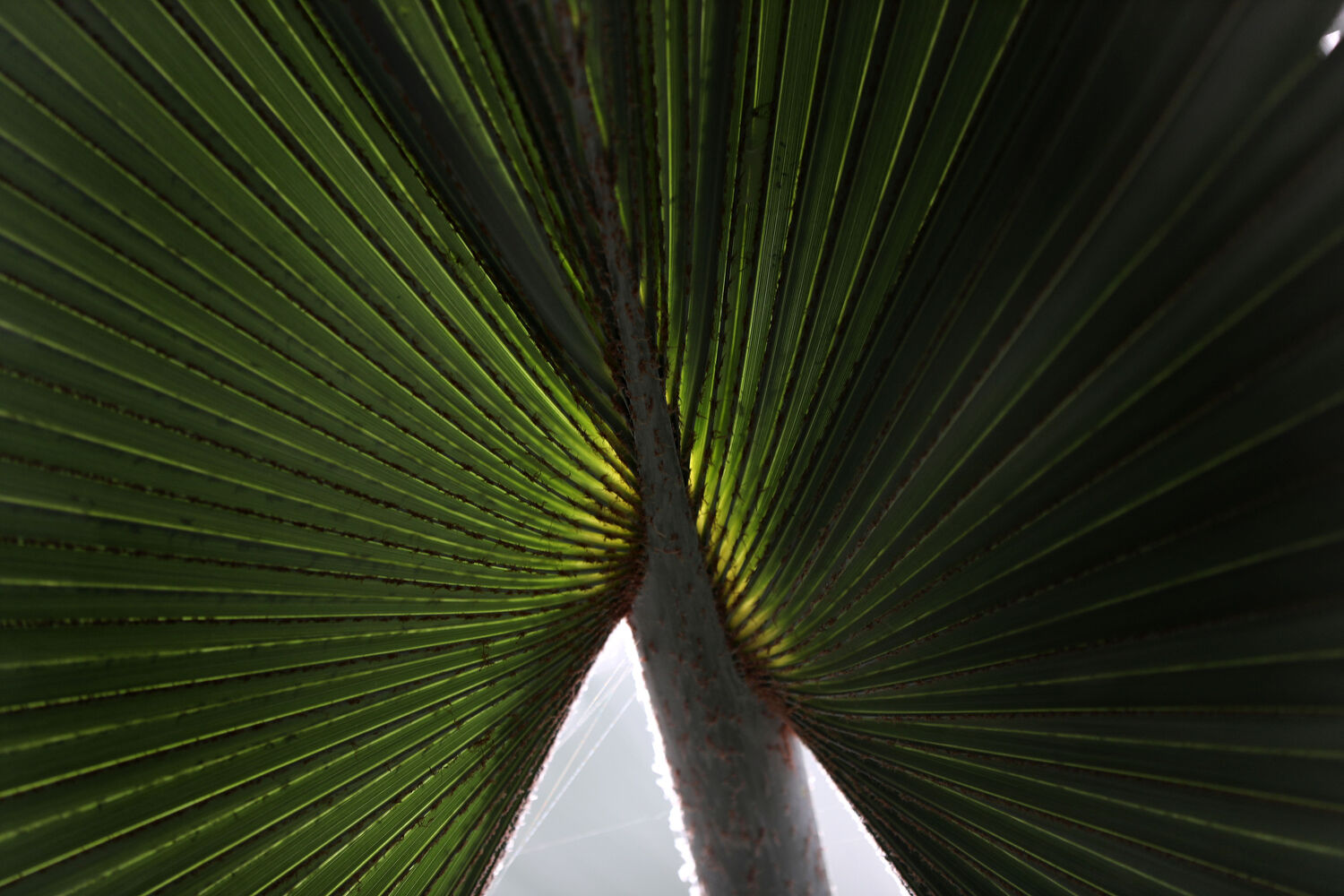 Ferns